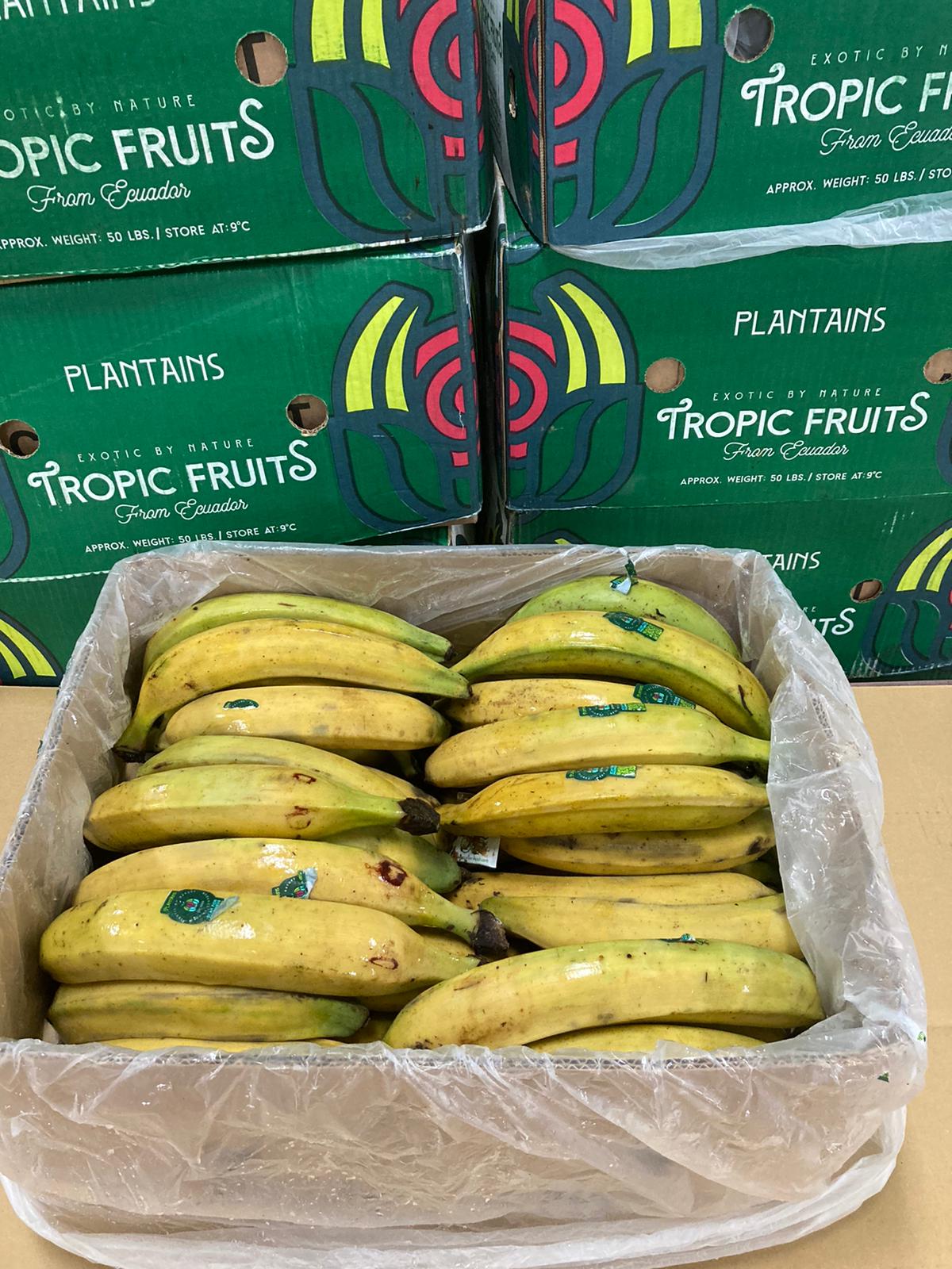 Plátano pintón y maduro